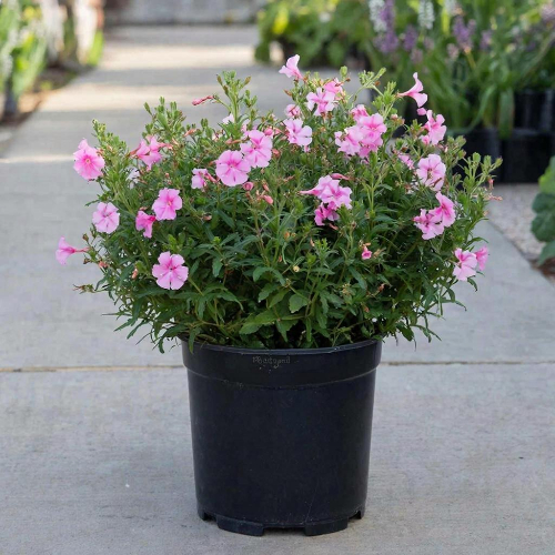 Лапчатка кустарниковая купить