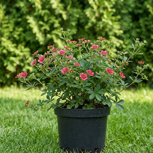 Лапчатка гибридная Twinkling Star купить