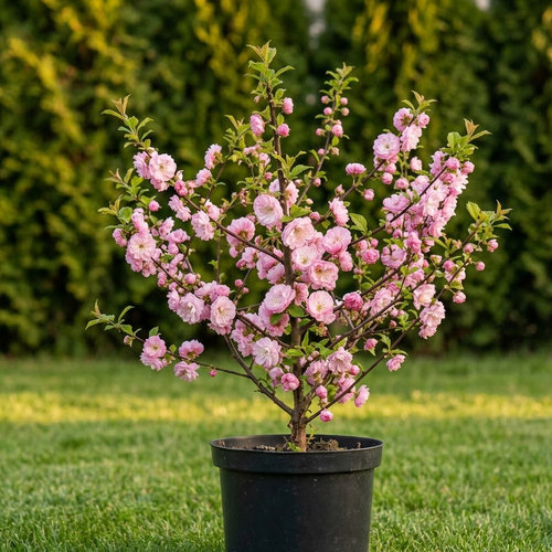 Миндаль трёхлопастной Плена купить