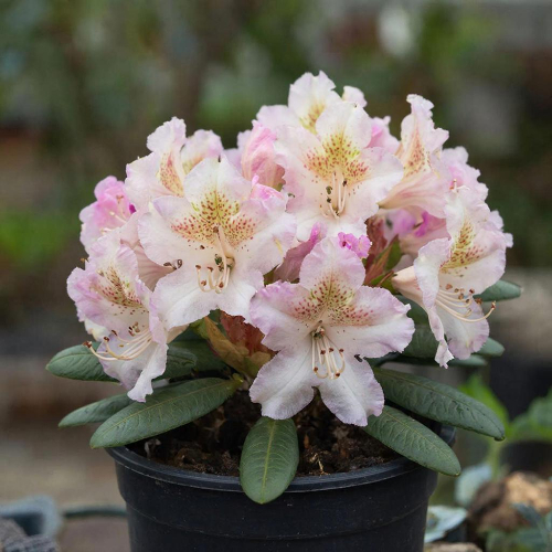 Рододендрон якушиманский Калинка купить