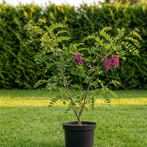 Робиния Маргариты купить