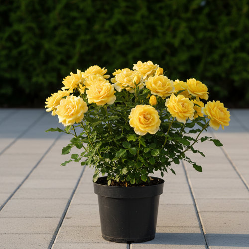 Роза Флорибунда China Girl купить