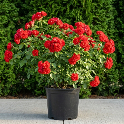 Роза Флорибунда Ла Севильяна купить