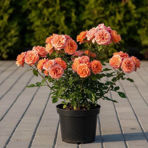 Роза Флорибунда Мари Кюри купить