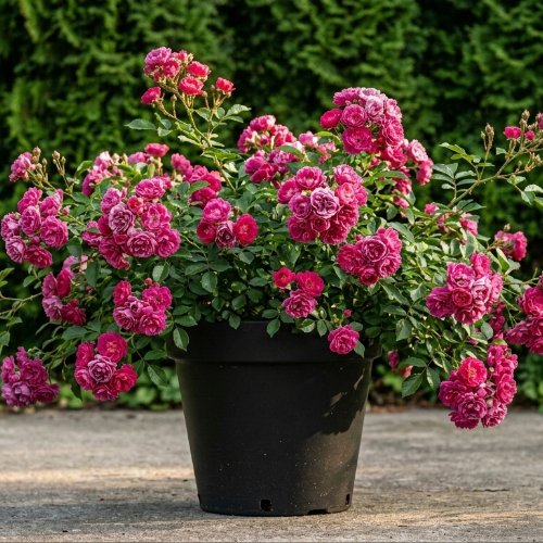 Роза почвопокровная Хайдетраум купить