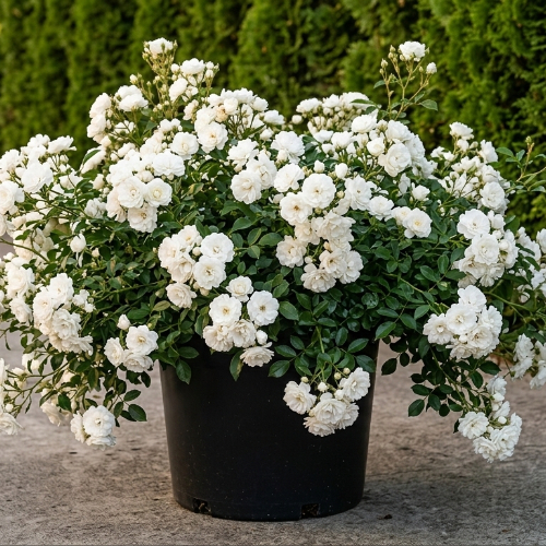 Роза почвопокровная Айс Мейдиланд купить