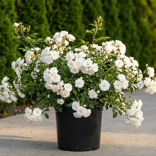 Роза почвопокровная Айси Дрифт купить