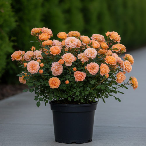 Роза миниатюрная Априкот Мейдиланд купить