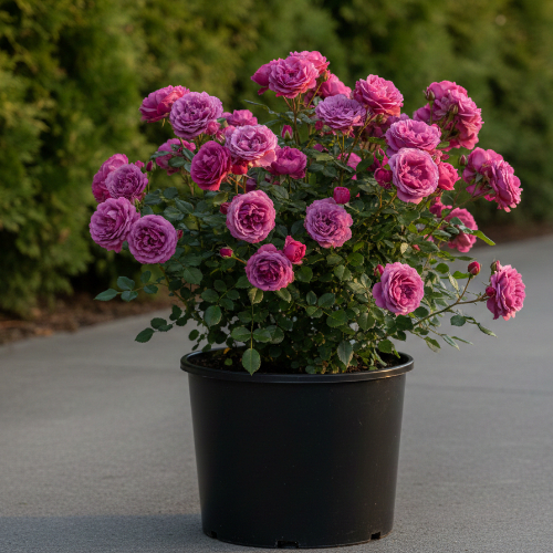 Роза миниатюрная Heidi Klum купить