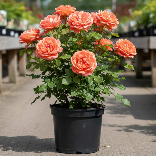 Роза парковая и Альпийская Вестерленд купить