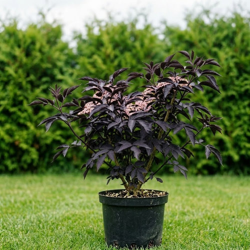 Бузина черная Блэк Бьюти купить