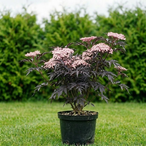 Бузина черная Black Lace купить