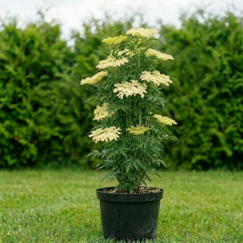 Бузина черная Лациниата купить