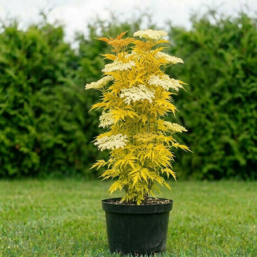 Бузина черная Plumosa Aurea купить
