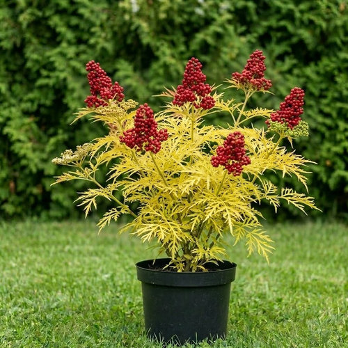 Бузина красная Плумоза Аурея купить