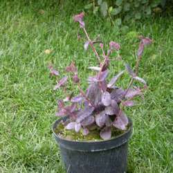 Очиток гибридный  Пёпл Эмперер купить