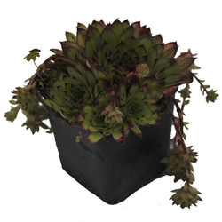 Молодило гибридное Королева Элизабет купить