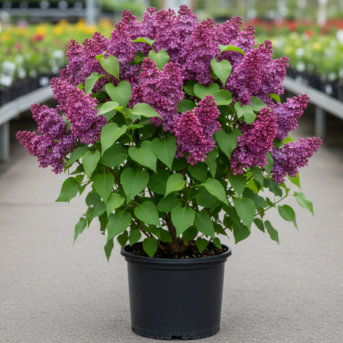 Сирень Джавахарлал Неру купить