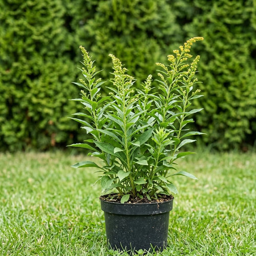 Золотарник гибридный Супер купить