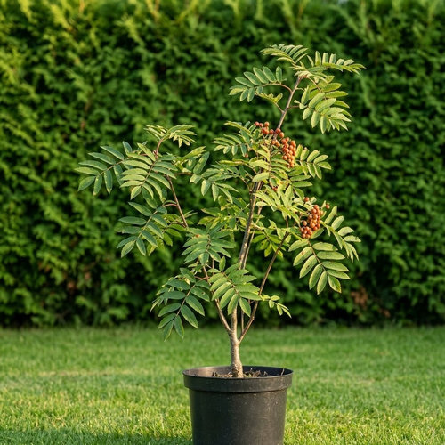 Рябина обыкновенная Додонг купить