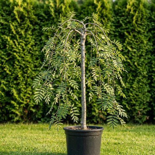 Рябина обыкновенная Пендула купить