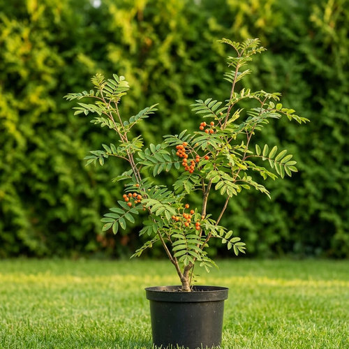 Рябина обыкновенная Шервотер купить