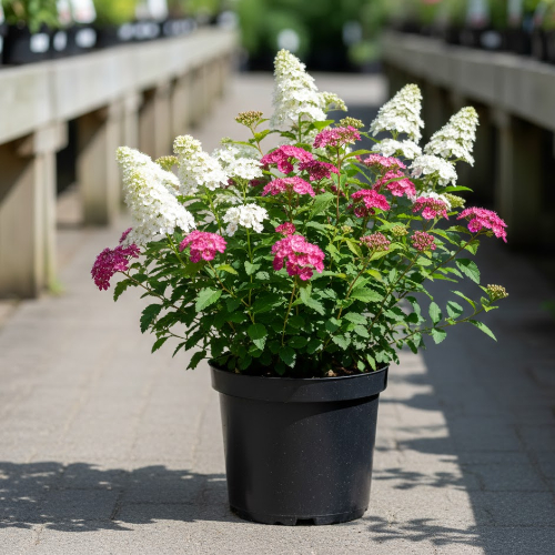 Спирея японская Генпей купить