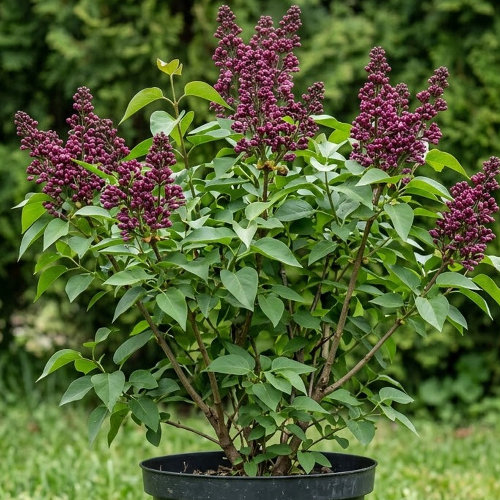 Сирень венгерская Ред Холгер купить