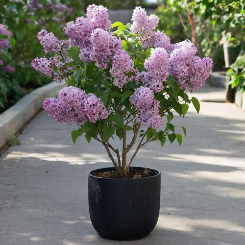 Сирень венгерская купить