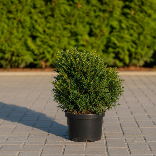 Тисс средний Хилли купить