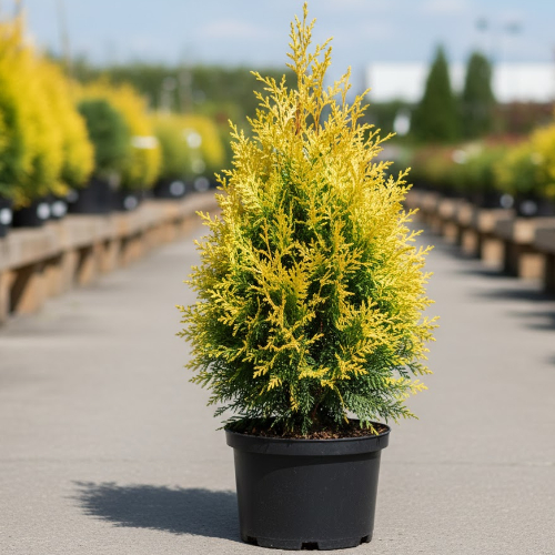 Туя западная Санни Смарагд купить