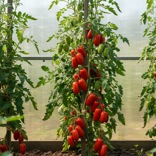 Томат Минусинские стаканы купить