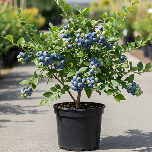 Голубика высокорослая Бонус купить