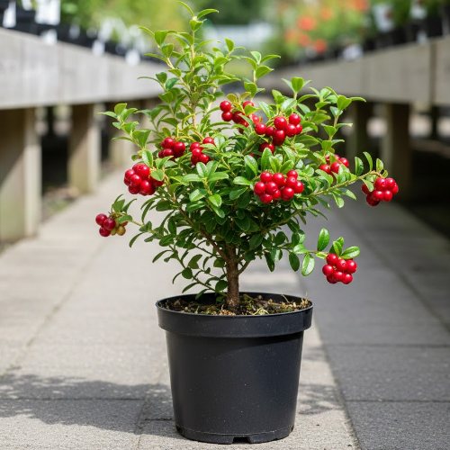 Брусника обыкновенная Коралл купить