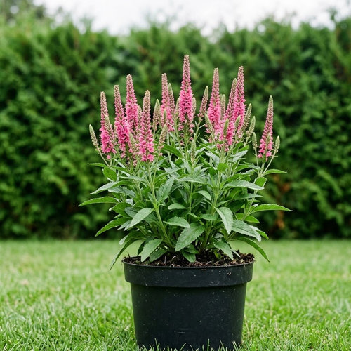 Вероника колосковая Хейдекинд купить