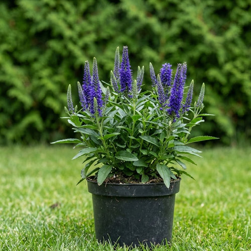 Вероника колосковая Улстер Дварф Блю купить