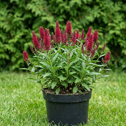 Вероника колосковая Бейби Ред купить