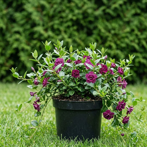 Барвинок малый Атропурпурия Плена купить