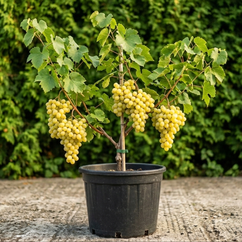 Виноград Августин купить