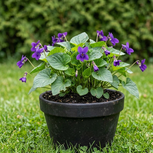 Виола душистая купить