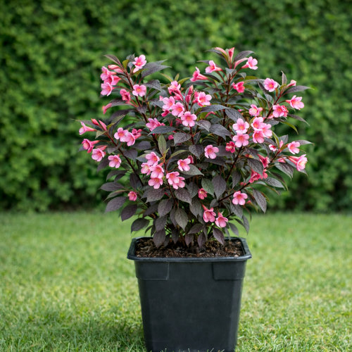 Вейгела цветущая Foliis Purpureis купить