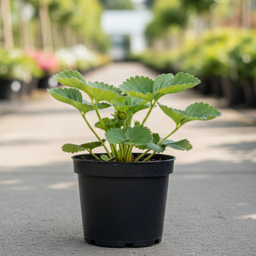 Земляника (клубника) Вивара ремонтантная купить