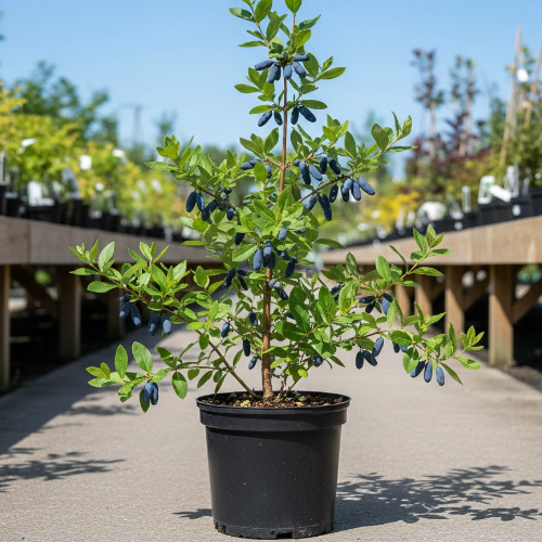 Жимолость Барбалета купить