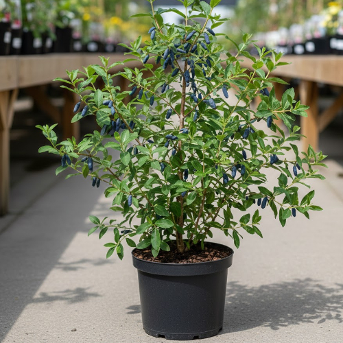 Жимолость Бархат купить